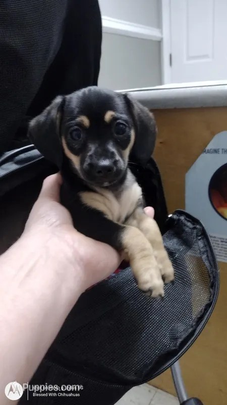 Onyx  – Chiweenie puppy for sale in Fair Play, SC