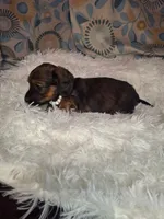 Sweet Pea, a female Miniature Dachshund for sale in Fair Play, SC – 5 of 9