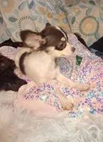 Ruthie , a female Chihuahua for sale in Fair Play, SC – 3 of 9