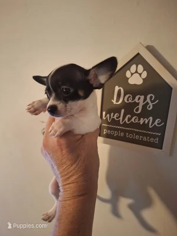 Pixie – Chihuahua puppy for sale in Fair Play, SC