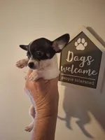 Pixie, a female Chihuahua for sale in Fair Play, SC – 1 of 9