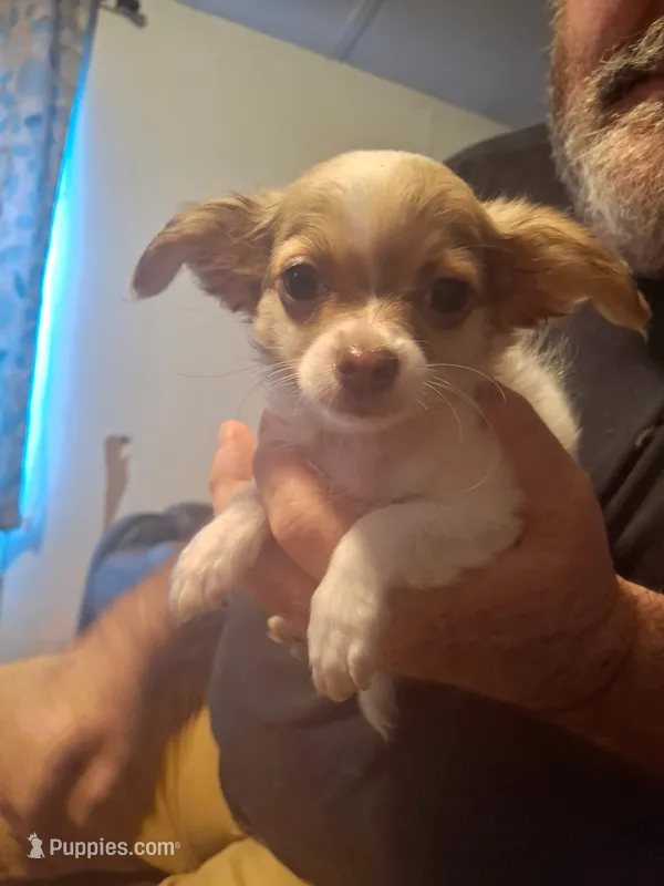 Sammy – Chihuahua puppy for sale in Fair Play, SC