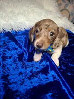Speckled Bean, a male Miniature Dachshund for sale in Fair Play, SC – 4 of 7