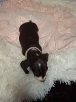 Saphire, a female Miniature Dachshund for sale in Fair Play, SC – 2 of 10
