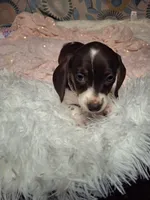 Saphire, a female Miniature Dachshund for sale in Fair Play, SC – 9 of 10
