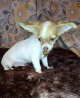 Sammy, a male Chihuahua for sale in Fair Play, SC – 9 of 10