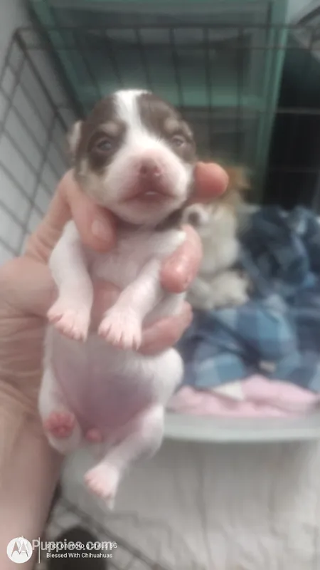 Puppy 1 – Chihuahua puppy for sale in Fair Play, SC