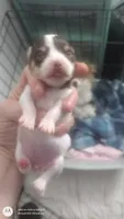 Puppy 1, a female Chihuahua for sale in Fair Play, SC – 3 of 7