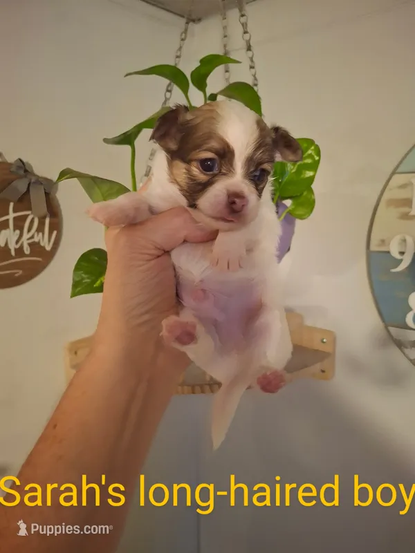 Puppy 3 – Chihuahua puppy for sale in Fair Play, SC