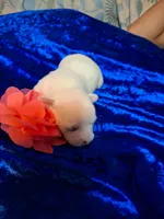 Lily, a female Chihuahua for sale in Fair Play, SC – 2 of 3