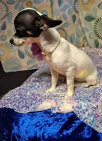 Pixie, a female Chihuahua for sale in Fair Play, SC – 9 of 9