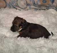 Sweet Pea, a female Miniature Dachshund for sale in Fair Play, SC – 4 of 9