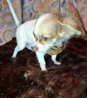 Sammy, a male Chihuahua for sale in Fair Play, SC – 2 of 10