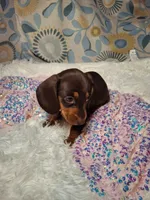 Truffles , a female Miniature Dachshund for sale in Fair Play, SC – 3 of 7