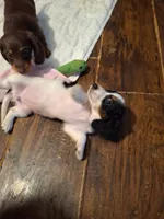 Annie, a female Miniature Dachshund for sale in Fair Play, SC – 2 of 4