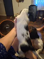 Andy, a male Miniature Dachshund for sale in Fair Play, SC – 2 of 9