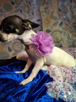 Pixie, a female Chihuahua for sale in Fair Play, SC – 5 of 9