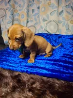 Red Foxx, a male Miniature Dachshund for sale in Fair Play, SC – 3 of 10