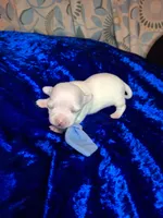 Binno, a male Chihuahua for sale in Fair Play, SC – 2 of 3
