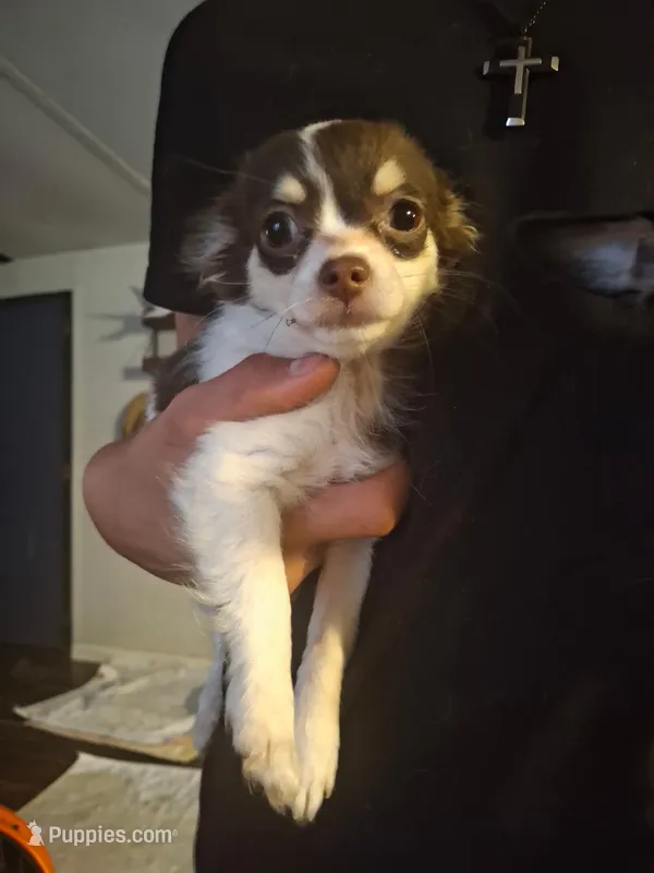 Ruthie  – Chihuahua puppy for sale in Fair Play, SC