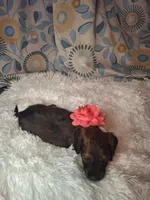 Padgett, a female Miniature Dachshund for sale in Fair Play, SC – 4 of 6