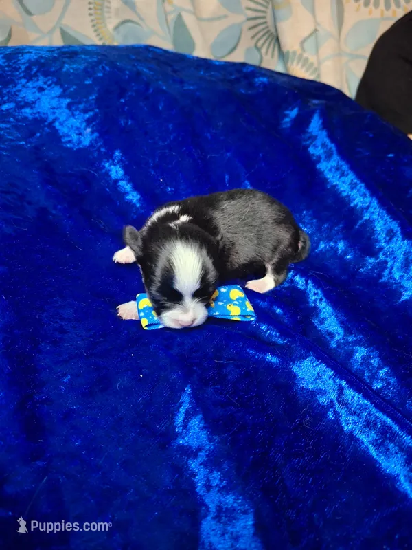 Tuxon – Chihuahua puppy for sale in Fair Play, SC