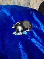 Tuxon, a male Chihuahua for sale in Fair Play, SC – 1 of 3