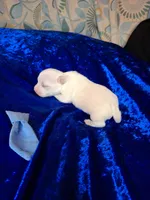 Binno, a male Chihuahua for sale in Fair Play, SC – 3 of 3