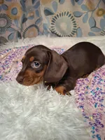 Truffles , a female Miniature Dachshund for sale in Fair Play, SC – 6 of 7