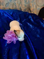 Pinta, a female Chihuahua for sale in Fair Play, SC – 3 of 4
