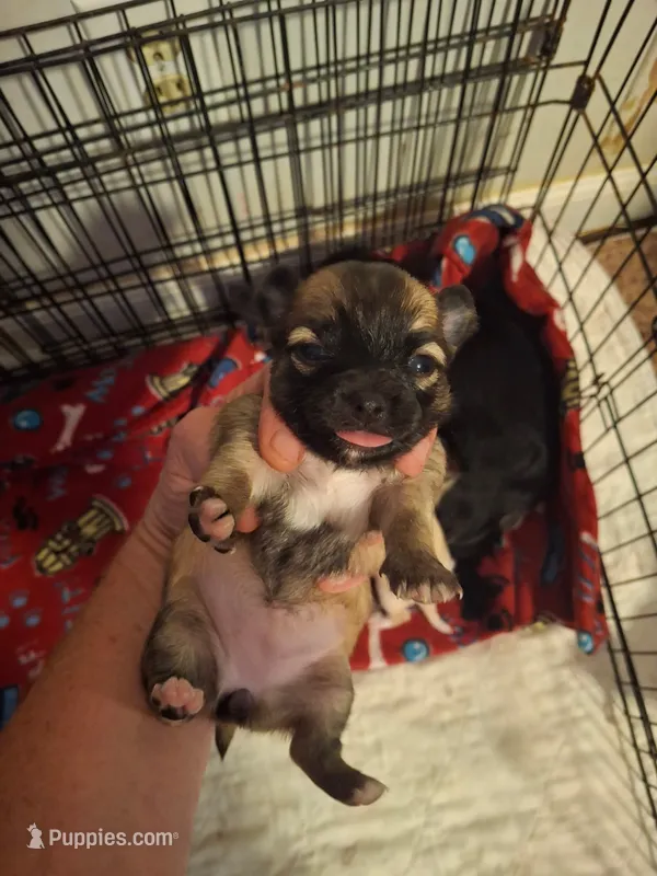 Sable – Chihuahua puppy on hold in Fair Play, SC
