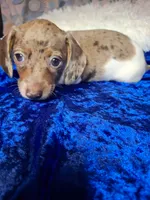 Speckled Bean, a male Miniature Dachshund for sale in Fair Play, SC – 3 of 7