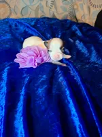 Pinta, a female Chihuahua for sale in Fair Play, SC – 2 of 4
