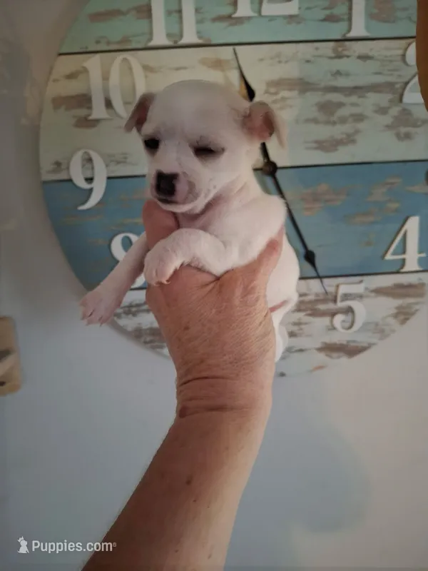 Lily – Chihuahua puppy for sale in Fair Play, SC