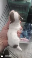 Puppy 3, a male Chihuahua for sale in Fair Play, SC – 4 of 7