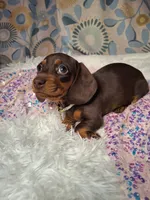 Truffles , a female Miniature Dachshund for sale in Fair Play, SC – 5 of 7