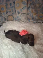 Padgett, a female Miniature Dachshund for sale in Fair Play, SC – 3 of 6