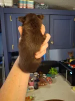 Choco, a female Chihuahua for sale in Fair Play, SC – 3 of 5