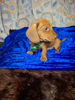 Red Foxx, a male Miniature Dachshund for sale in Fair Play, SC – 5 of 10