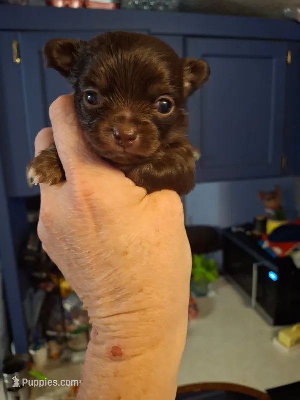 Choco – Chihuahua puppy on hold in Fair Play, SC