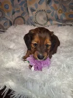 Sassy, a female Miniature Dachshund for sale in Fair Play, SC – 4 of 10