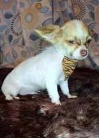 Sammy, a male Chihuahua for sale in Fair Play, SC – 6 of 10