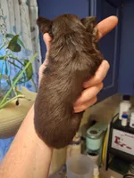 Choco, a female Chihuahua for sale in Fair Play, SC – 5 of 5