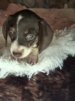 Saphire, a female Miniature Dachshund for sale in Fair Play, SC – 5 of 10