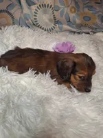 Sassy, a female Miniature Dachshund for sale in Fair Play, SC – 5 of 10