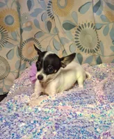 Pixie, a female Chihuahua for sale in Fair Play, SC – 4 of 9