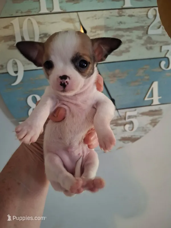 Pinta – Chihuahua puppy for sale in Fair Play, SC