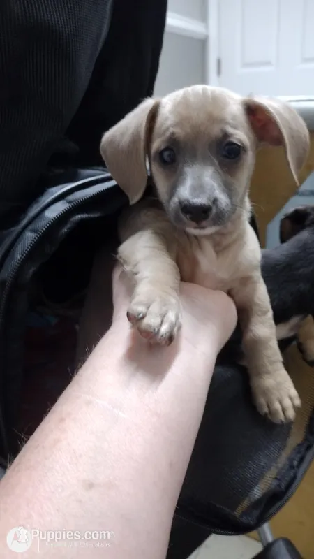 Isabell – Chiweenie puppy for sale in Fair Play, SC