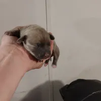 Isabell, a female Chiweenie for sale in Fair Play, SC – Photo 2 of 2