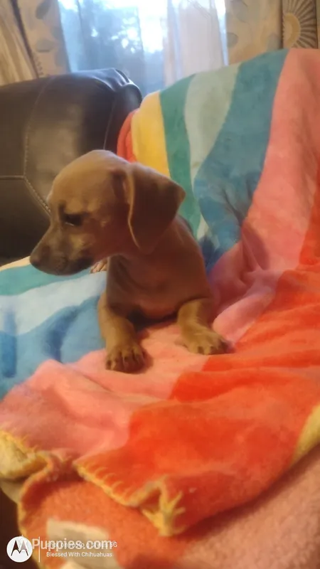 Isabell – Chiweenie puppy for sale in Fair Play, SC